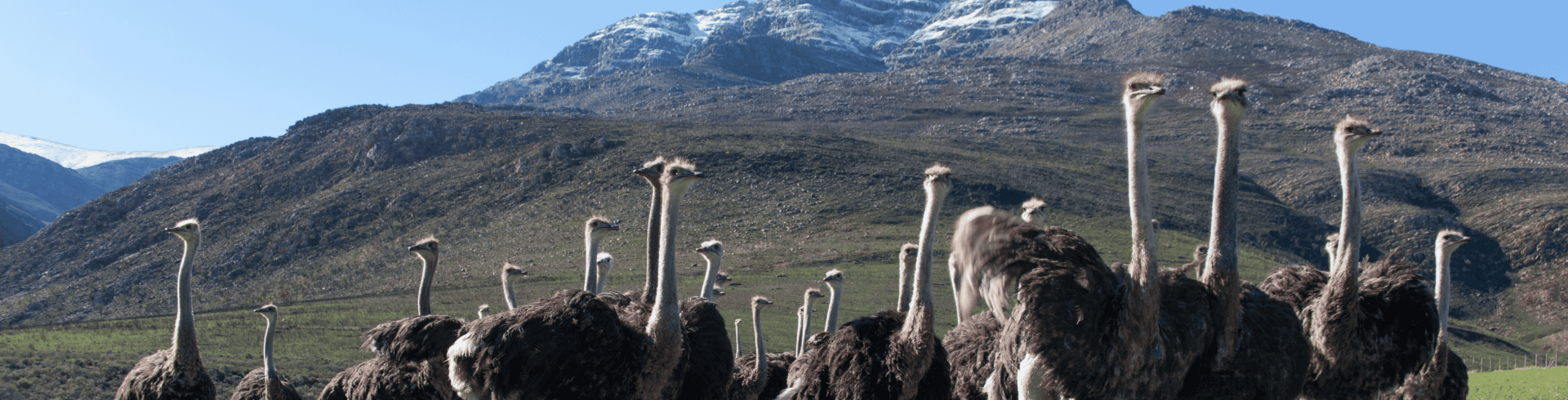 �frica do Sul Inesquec�vel